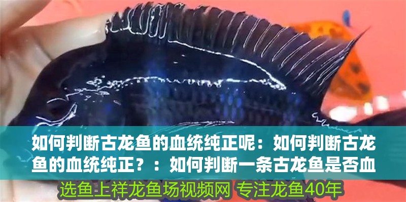 如何判斷古龍魚的血統純正呢：如何判斷古龍魚的血統純正？：如何判斷一條古龍魚是否血統純正