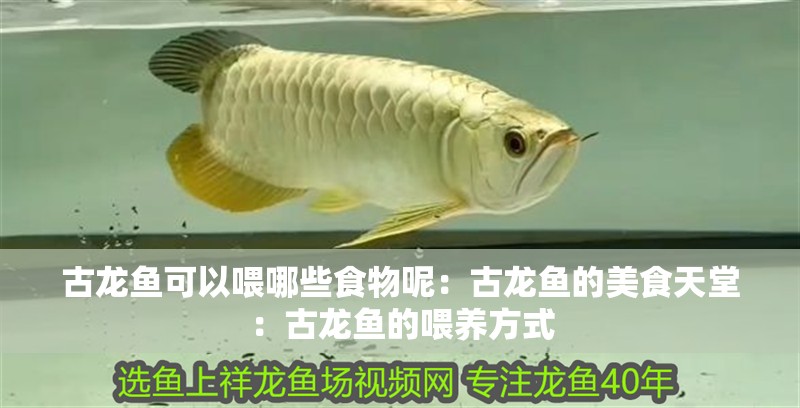 古龍魚可以喂哪些食物呢：古龍魚的美食天堂：古龍魚的喂養方式