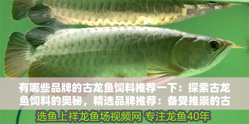 有哪些品牌的古龍魚飼料推薦一下：探索古龍魚飼料的奧秘，精選品牌推薦：備受推崇的古龍魚飼料品牌古龍魚飼料品牌古龍魚飼料