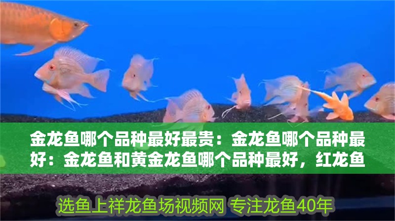 金龍魚哪個品種最好最貴：金龍魚哪個品種最好：金龍魚和黃金龍魚哪個品種最好，紅龍魚和銀龍魚哪個品種最好