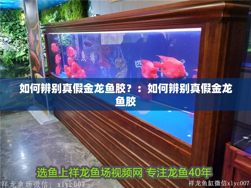 如何辨別真假金龍魚膠？：如何辨別真假金龍魚膠