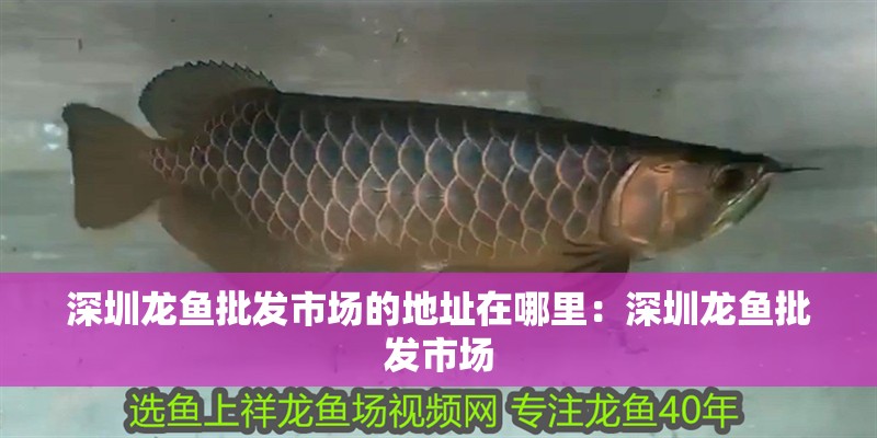 深圳龍魚批發市場的地址在哪里：深圳龍魚批發市場