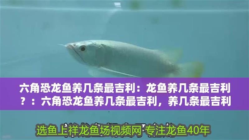 六角恐龍魚養幾條最吉利：龍魚養幾條最吉利？：六角恐龍魚養幾條最吉利，養幾條最吉利，