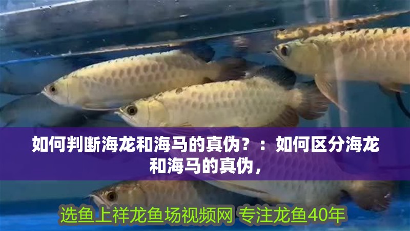 如何判斷海龍和海馬的真偽？：如何區分海龍和海馬的真偽，