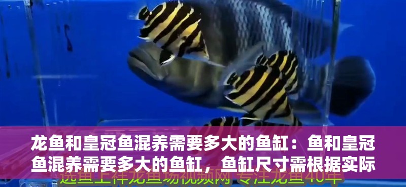 龍魚和皇冠魚混養需要多大的魚缸：魚和皇冠魚混養需要多大的魚缸，魚缸尺寸需根據實際情況調整