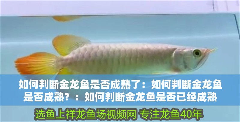 如何判斷金龍魚是否成熟了：如何判斷金龍魚是否成熟？：如何判斷金龍魚是否已經成熟