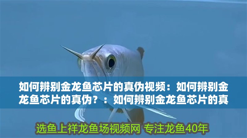 如何辨別金龍魚芯片的真偽視頻：如何辨別金龍魚芯片的真偽？：如何辨別金龍魚芯片的真偽