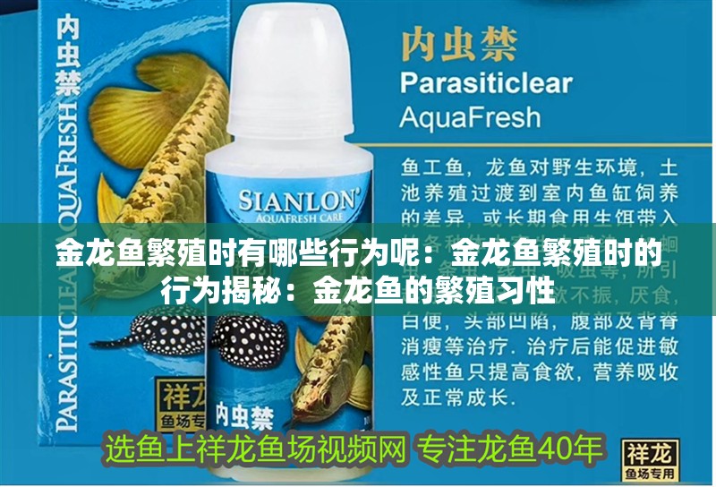 金龍魚繁殖時有哪些行為呢：金龍魚繁殖時的行為揭秘：金龍魚的繁殖習性