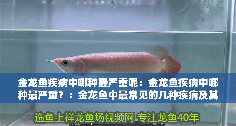 金龍魚疾病中哪種最嚴重呢：金龍魚疾病中哪種最嚴重？：金龍魚中最常見的幾種疾病及其嚴重性，養魚者應及時隔離治療