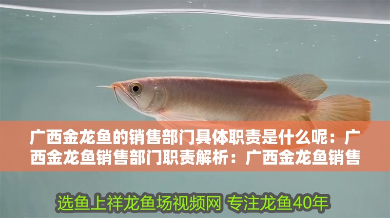 廣西金龍魚的銷售部門具體職責是什么呢：廣西金龍魚銷售部門職責解析：廣西金龍魚銷售部門