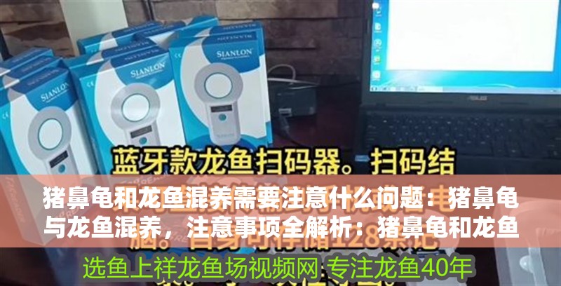 豬鼻龜和龍魚(yú)混養(yǎng)需要注意什么問(wèn)題：豬鼻龜與龍魚(yú)混養(yǎng)，注意事項(xiàng)全解析：豬鼻龜和龍魚(yú)混養(yǎng)的注意事項(xiàng)
