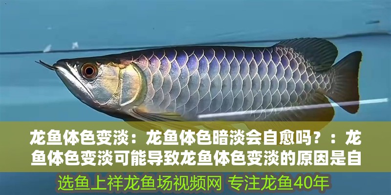 龍魚體色變淡：龍魚體色暗淡會自愈嗎？：龍魚體色變淡可能導致龍魚體色變淡的原因是自愈的原因