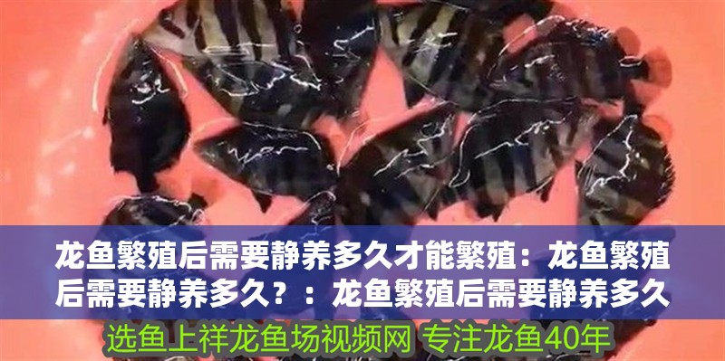 龍魚繁殖后需要靜養多久才能繁殖：龍魚繁殖后需要靜養多久？：龍魚繁殖后需要靜養多久