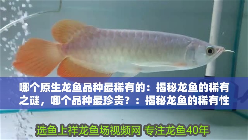 哪個原生龍魚品種最稀有的：揭秘龍魚的稀有之謎，哪個品種最珍貴？：揭秘龍魚的稀有性和獨特的紅色鱗片和優雅的龍魚品種
