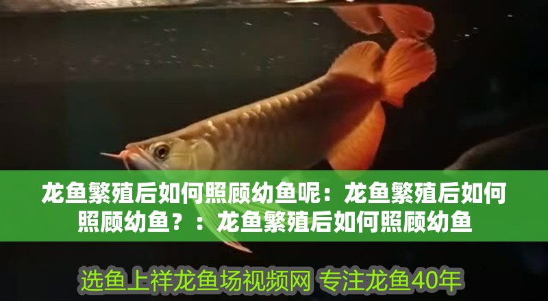 龍魚繁殖后如何照顧幼魚呢：龍魚繁殖后如何照顧幼魚？：龍魚繁殖后如何照顧幼魚