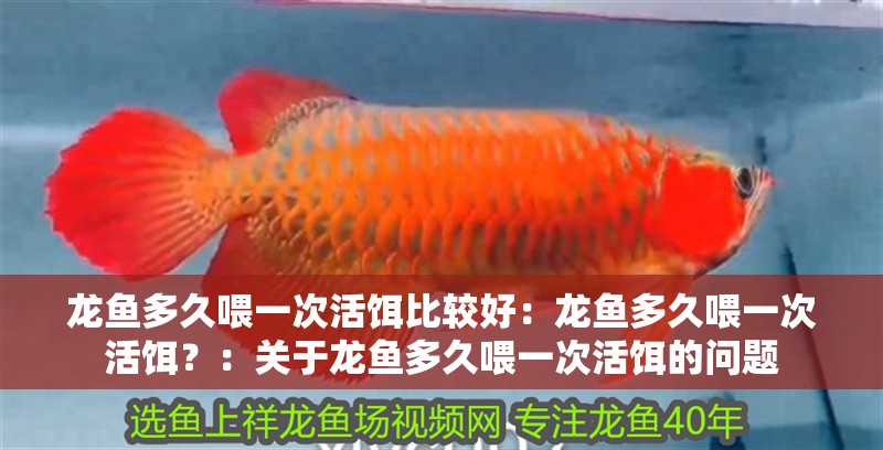 龍魚多久喂一次活餌比較好：龍魚多久喂一次活餌？：關于龍魚多久喂一次活餌的問題