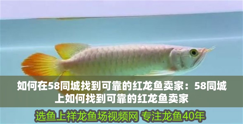如何在58同城找到可靠的紅龍魚賣家：58同城上如何找到可靠的紅龍魚賣家