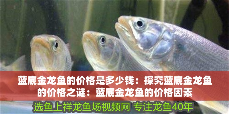 藍(lán)底金龍魚(yú)的價(jià)格是多少錢(qián)：探究藍(lán)底金龍魚(yú)的價(jià)格之謎：藍(lán)底金龍魚(yú)的價(jià)格因素