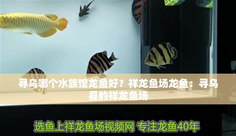 尋烏哪個水族館龍魚好？祥龍魚場龍魚：尋烏縣的祥龍魚場