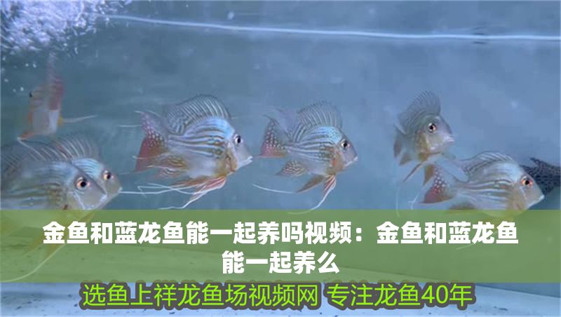 金魚和藍龍魚能一起養嗎視頻：金魚和藍龍魚能一起養么