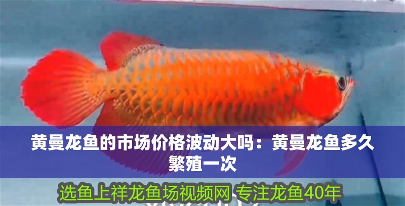 黃曼龍魚的市場價格波動大嗎：黃曼龍魚多久繁殖一次