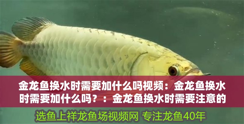 金龍魚換水時需要加什么嗎視頻：金龍魚換水時需要加什么嗎？：金龍魚換水時需要注意的問題