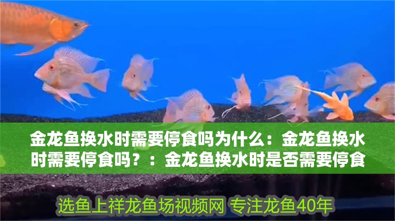 金龍魚換水時需要停食嗎為什么：金龍魚換水時需要停食嗎？：金龍魚換水時是否需要停食