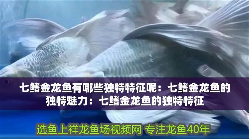 七鰭金龍魚有哪些獨特特征呢：七鰭金龍魚的獨特魅力：七鰭金龍魚的獨特特征