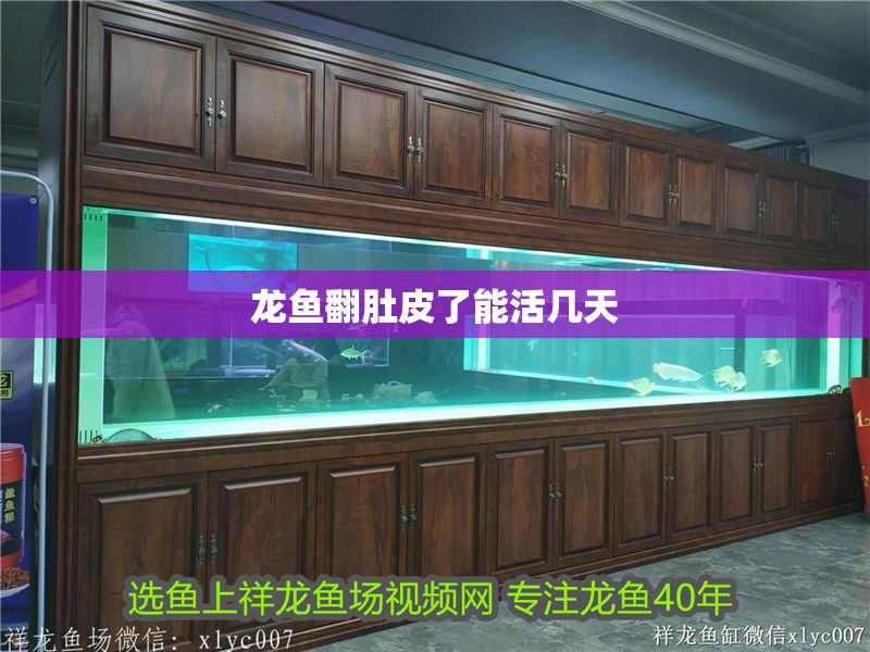 龍魚翻肚皮了能活幾天