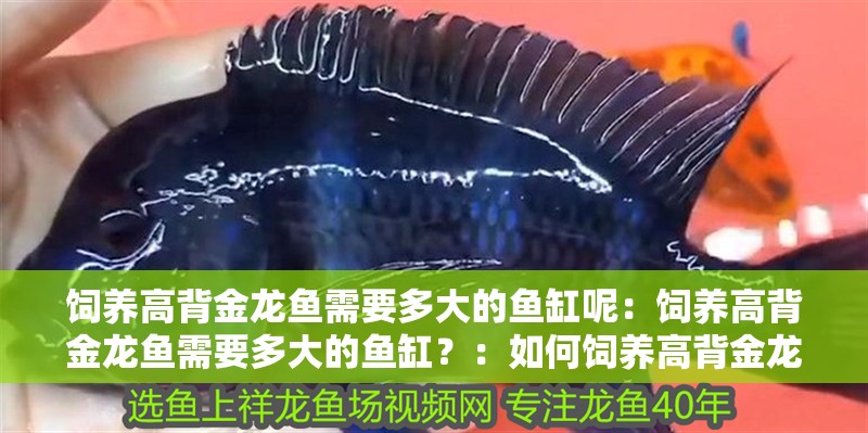 飼養(yǎng)高背金龍魚需要多大的魚缸呢：飼養(yǎng)高背金龍魚需要多大的魚缸？：如何飼養(yǎng)高背金龍魚