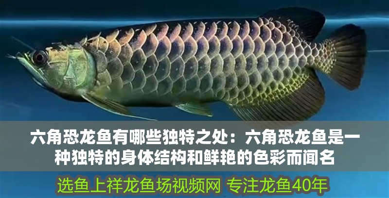 六角恐龍魚有哪些獨特之處：六角恐龍魚是一種獨特的身體結構和鮮艷的色彩而聞名