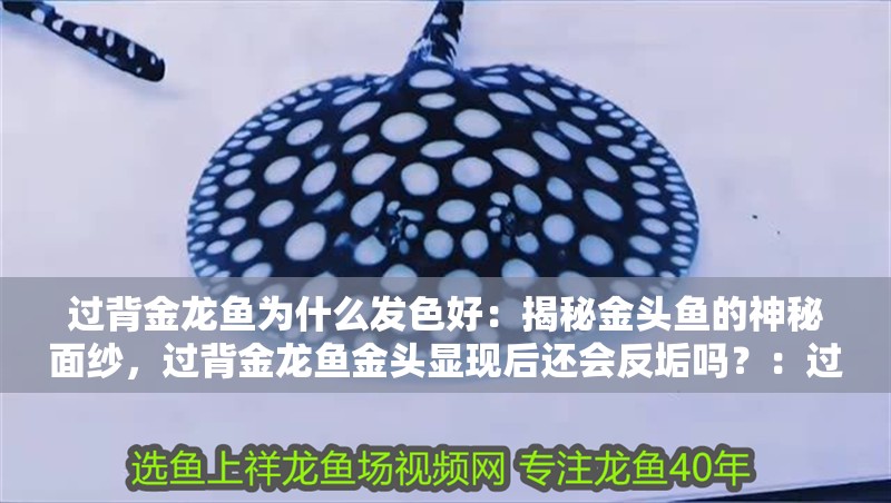 過背金龍魚為什么發色好：揭秘金頭魚的神秘面紗，過背金龍魚金頭顯現后還會反垢嗎？：過背金龍魚會反垢嗎？