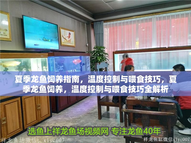 夏季龍魚飼養指南，溫度控制與喂食技巧，夏季龍魚飼養，溫度控制與喂食技巧全解析