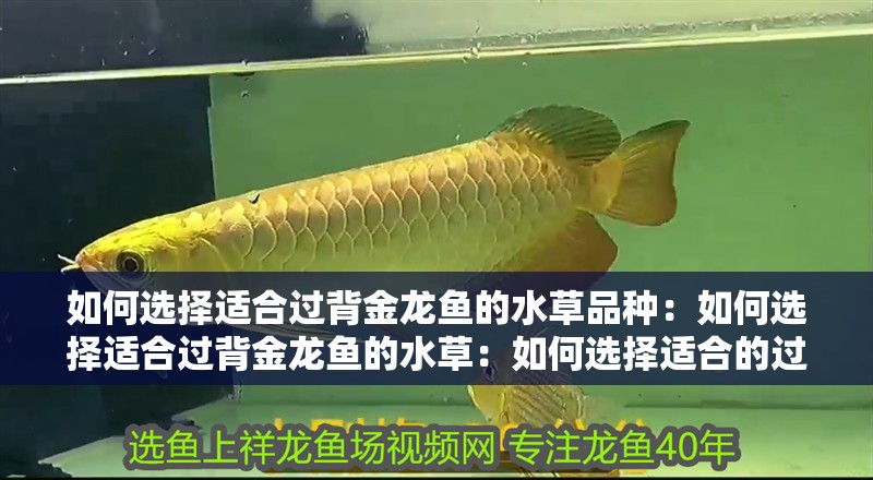 如何選擇適合過背金龍魚的水草品種：如何選擇適合過背金龍魚的水草：如何選擇適合的過背金龍魚的水草