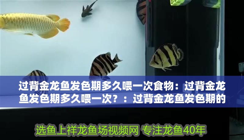 過背金龍魚發色期多久喂一次食物：過背金龍魚發色期多久喂一次？：過背金龍魚發色期的飲食管理