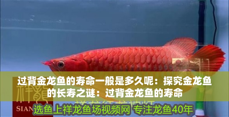 過背金龍魚的壽命一般是多久呢：探究金龍魚的長壽之謎：過背金龍魚的壽命