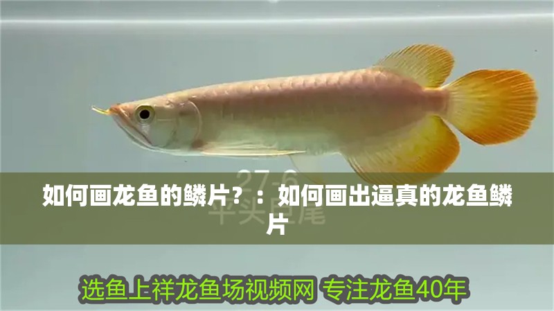 如何畫龍魚的鱗片？：如何畫出逼真的龍魚鱗片