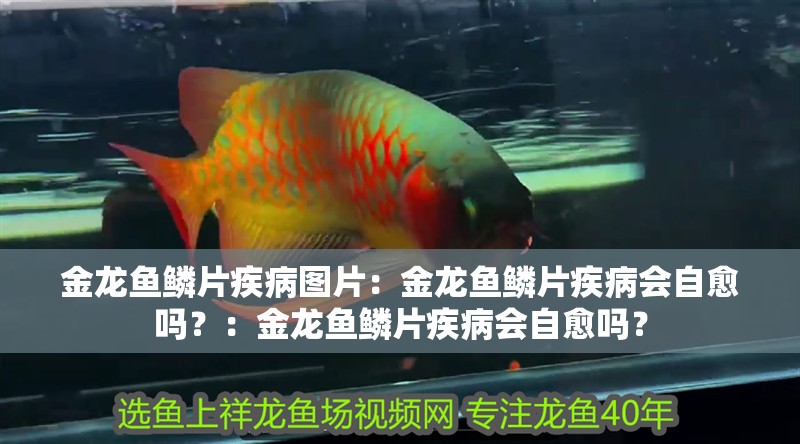 金龍魚鱗片疾病圖片：金龍魚鱗片疾病會自愈嗎？：金龍魚鱗片疾病會自愈嗎？