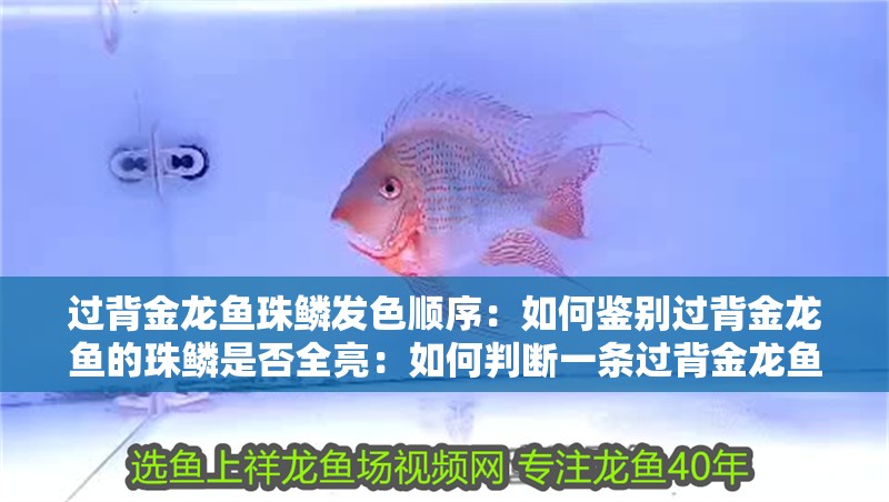 過背金龍魚珠鱗發色順序：如何鑒別過背金龍魚的珠鱗是否全亮：如何判斷一條過背金龍魚是否珠鱗全亮