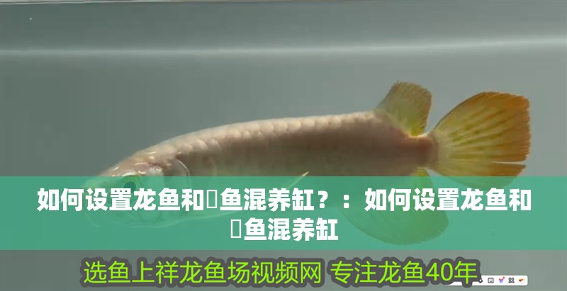 如何設置龍魚和魟魚混養缸？：如何設置龍魚和魟魚混養缸