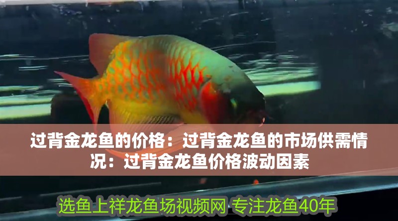 過背金龍魚的價格：過背金龍魚的市場供需情況：過背金龍魚價格波動因素