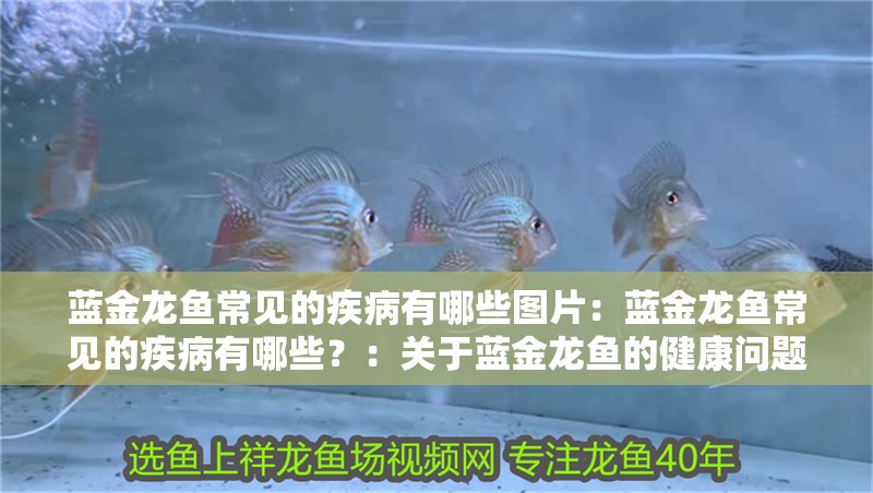 藍金龍魚常見的疾病有哪些圖片：藍金龍魚常見的疾病有哪些？：關于藍金龍魚的健康問題