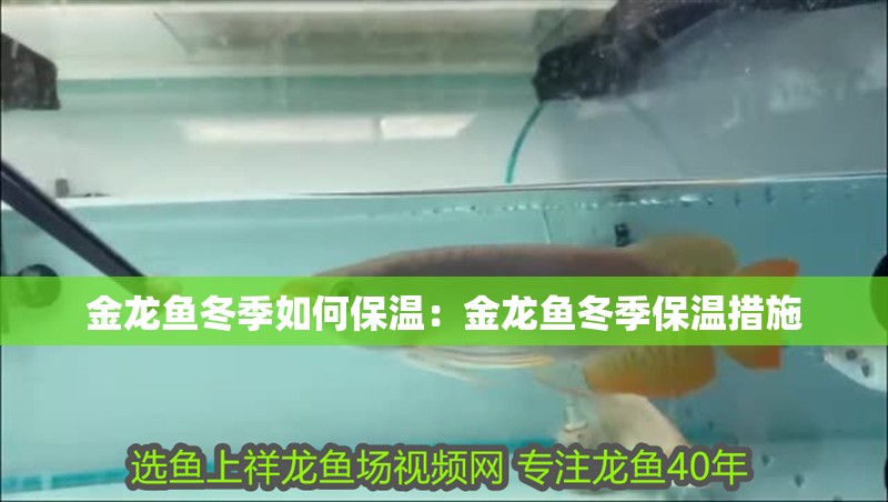 金龍魚冬季如何保溫：金龍魚冬季保溫措施