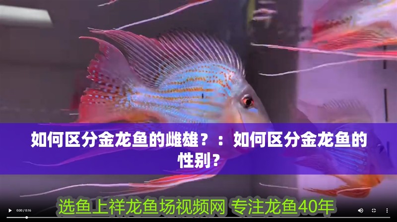 如何區分金龍魚的雌雄？：如何區分金龍魚的性別？