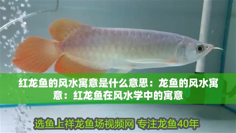 紅龍魚的風水寓意是什么意思：龍魚的風水寓意：紅龍魚在風水學中的寓意