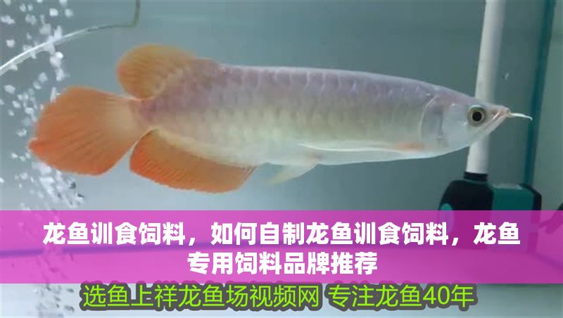 龍魚訓(xùn)食飼料，如何自制龍魚訓(xùn)食飼料，龍魚專用飼料品牌推薦