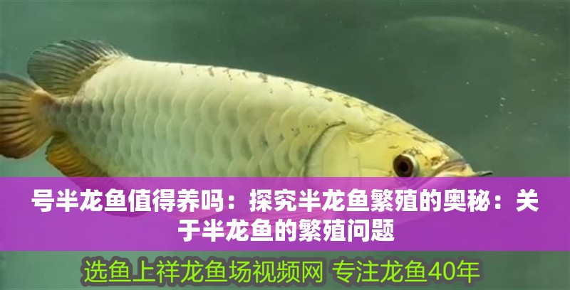 號(hào)半龍魚值得養(yǎng)嗎：探究半龍魚繁殖的奧秘：關(guān)于半龍魚的繁殖問題