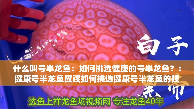 什么叫號半龍魚：如何挑選健康的號半龍魚？：健康號半龍魚應該如何挑選健康號半龍魚的技巧和方法
