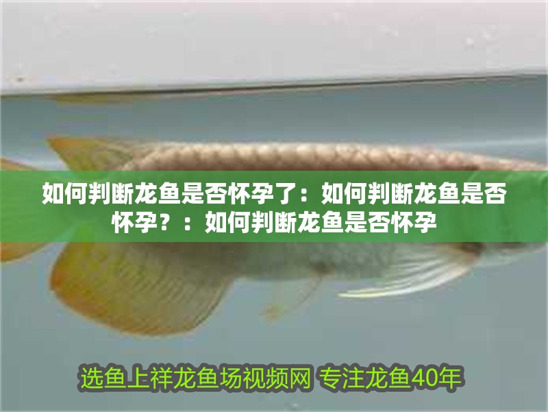 如何判斷龍魚是否懷孕了：如何判斷龍魚是否懷孕？：如何判斷龍魚是否懷孕