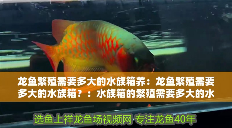 龍魚繁殖需要多大的水族箱養：龍魚繁殖需要多大的水族箱？：水族箱的繁殖需要多大的水族箱，水族箱的繁殖需要考慮